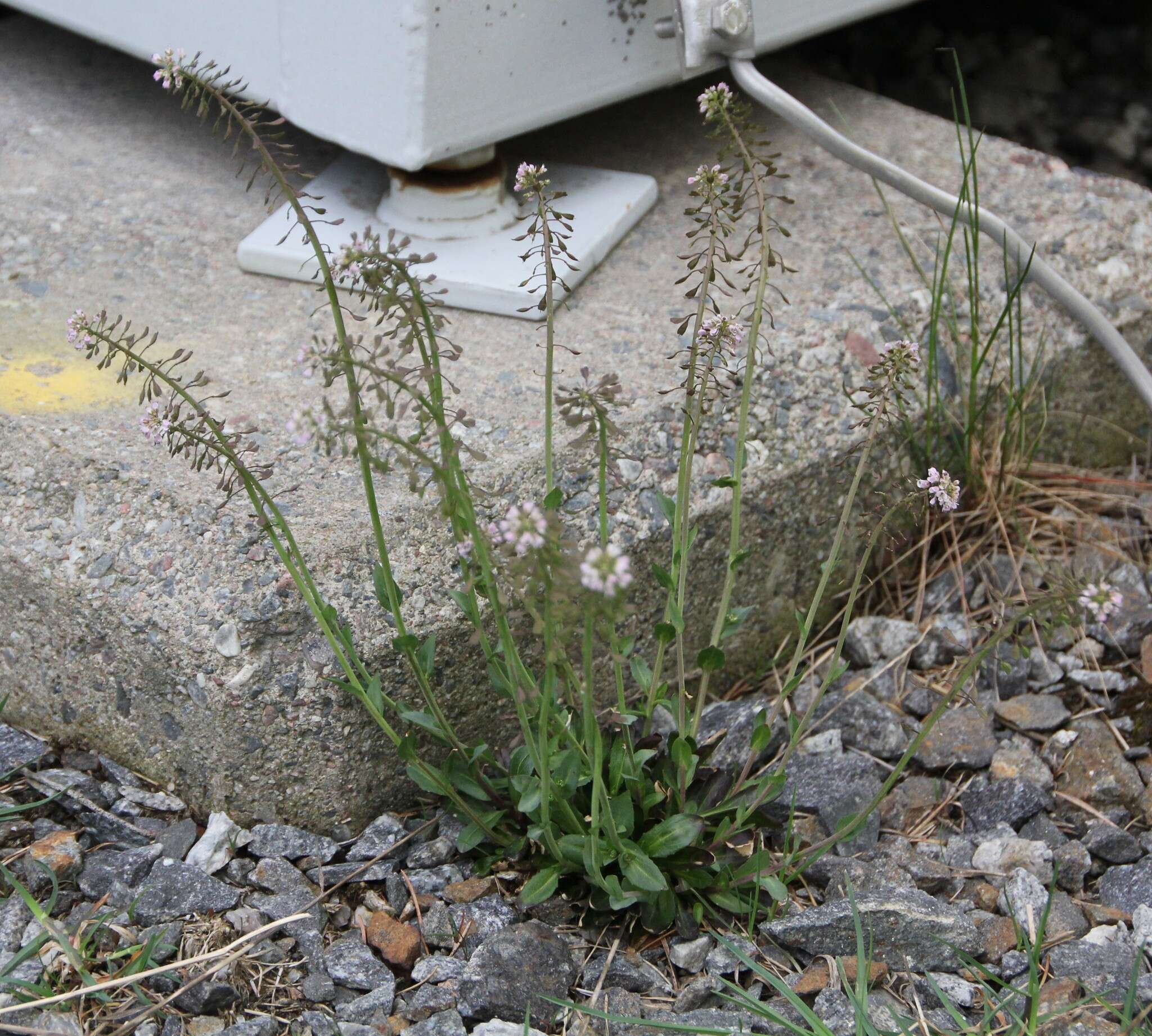 Image of Alpine Pennycress