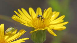 Image of Perdita blatchleyi Timberlake 1952