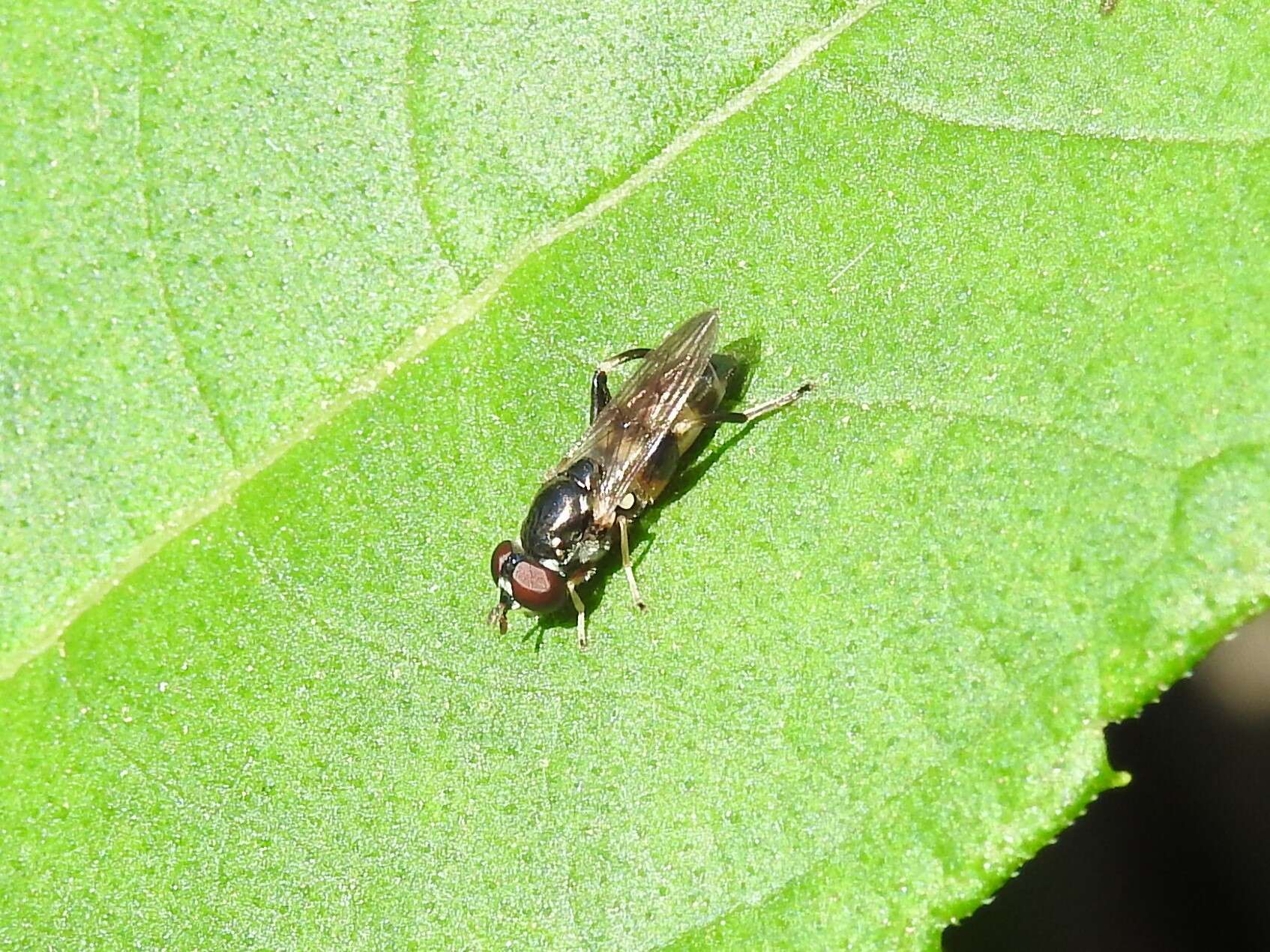 Image of Chalcosyrphus metallicus (Wiedemann 1830)