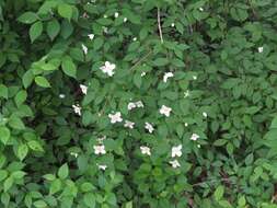 Image of scentless mock orange