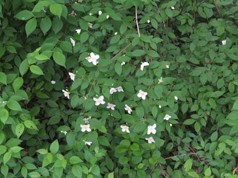 Image of scentless mock orange