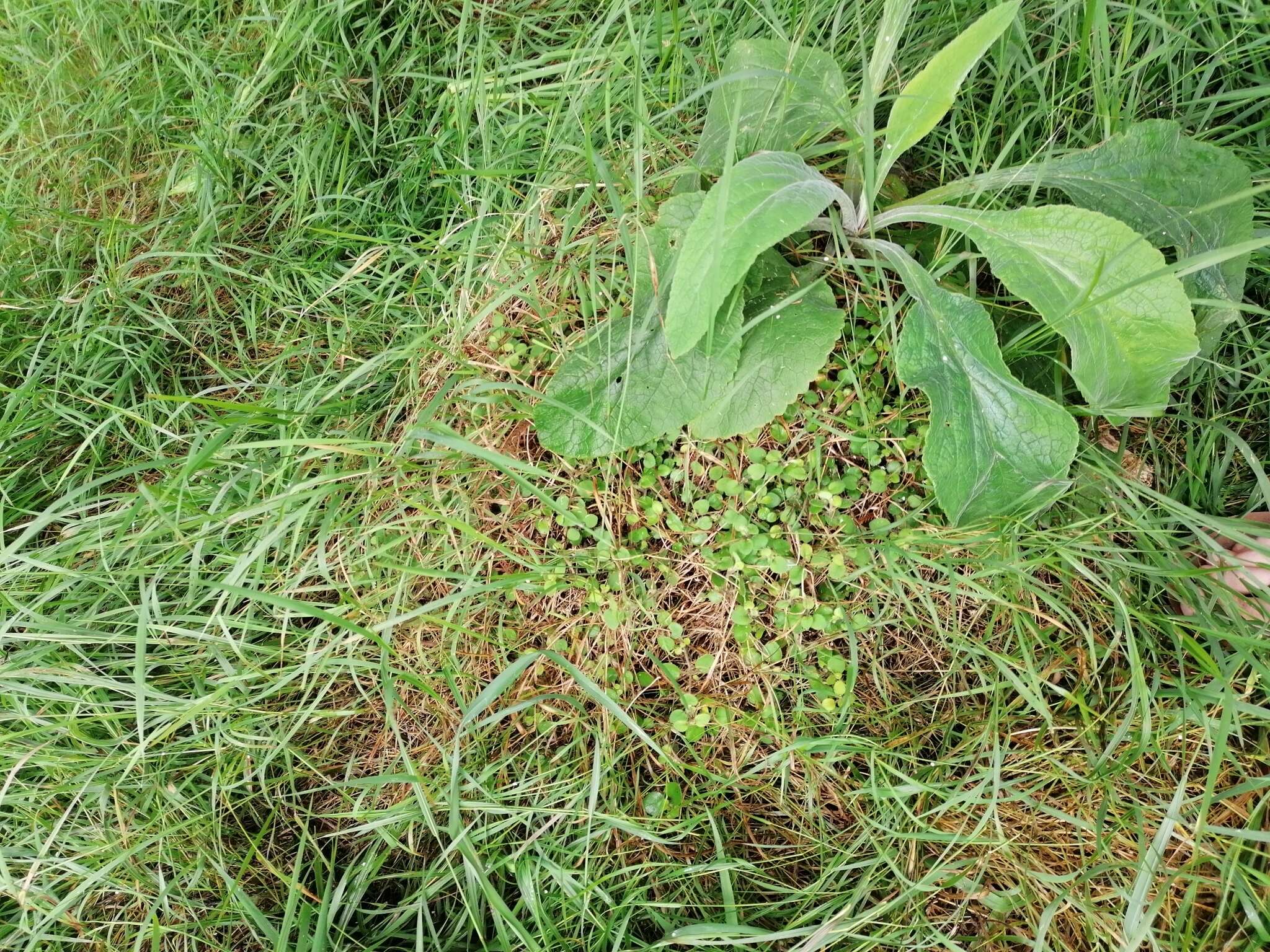 Image of Leptostigma setulosum (Hook. fil.) Fosberg