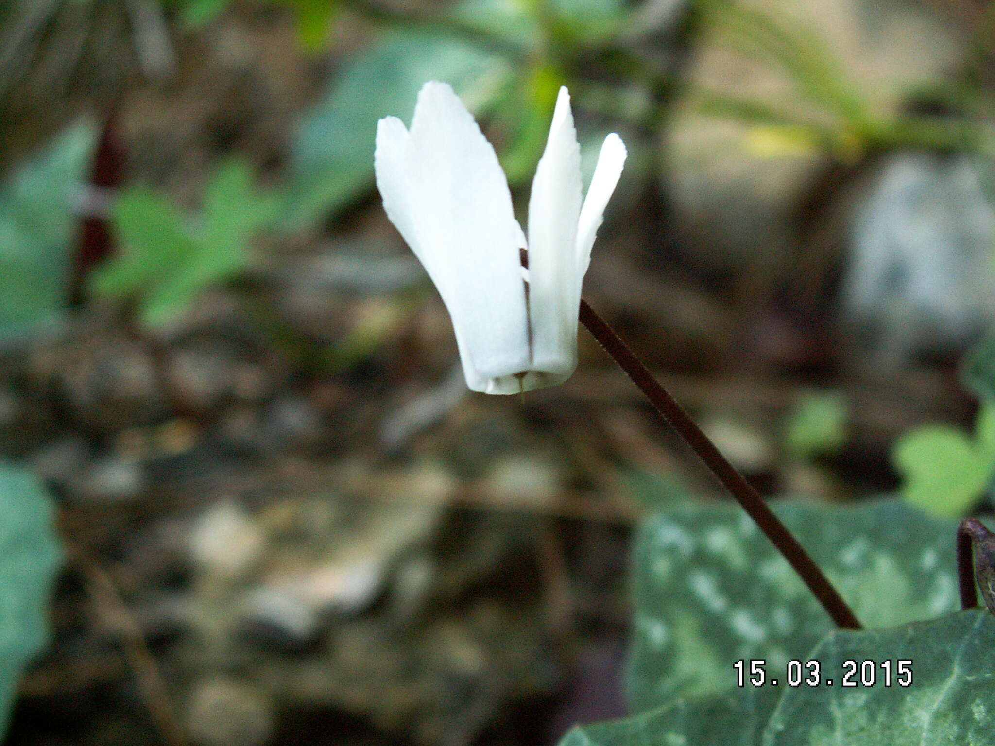 Image of Cretan cyclamen