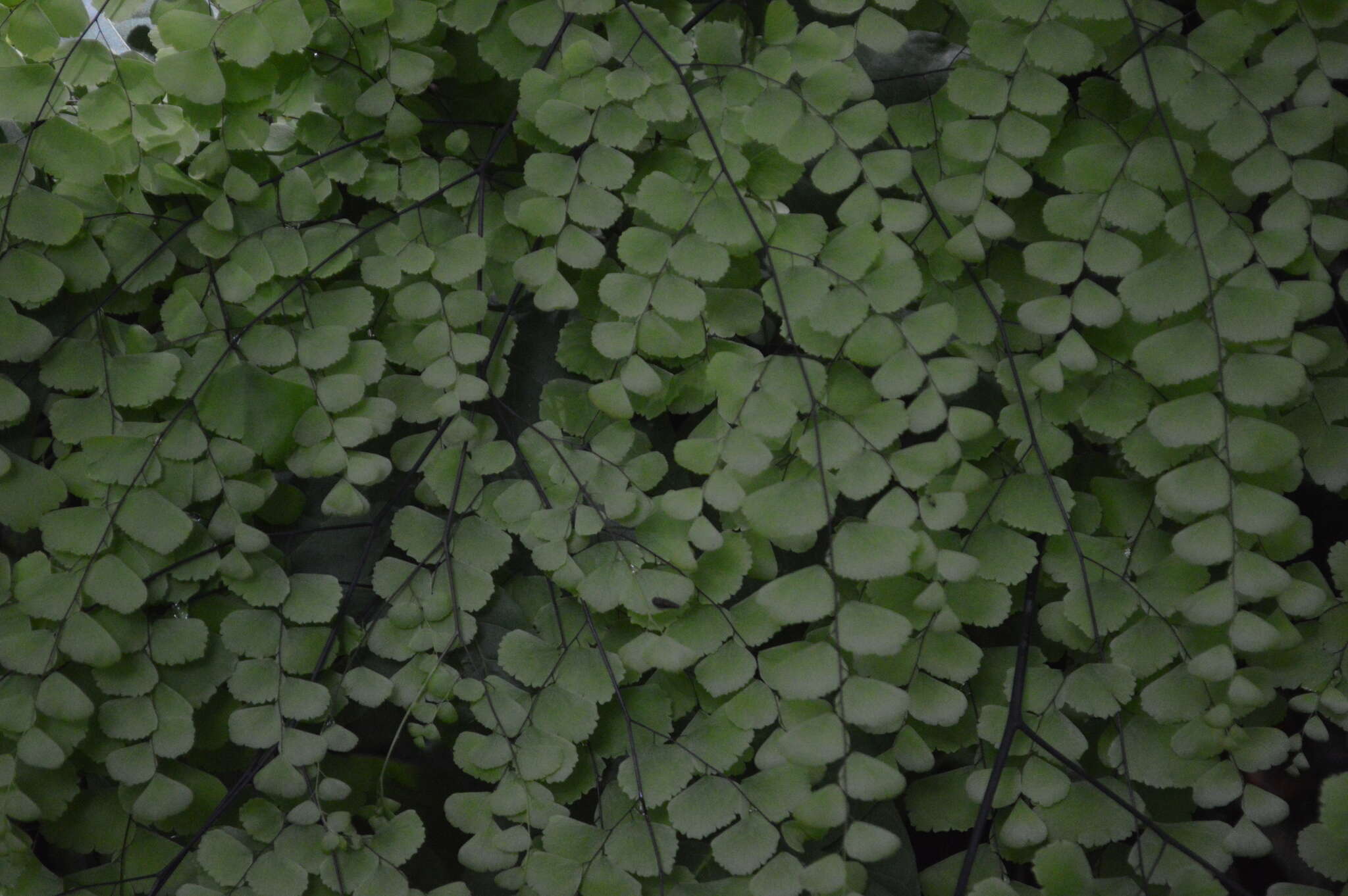 Adiantum amplum C. Presl的圖片