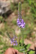 Image de Verbena stricta Vent.