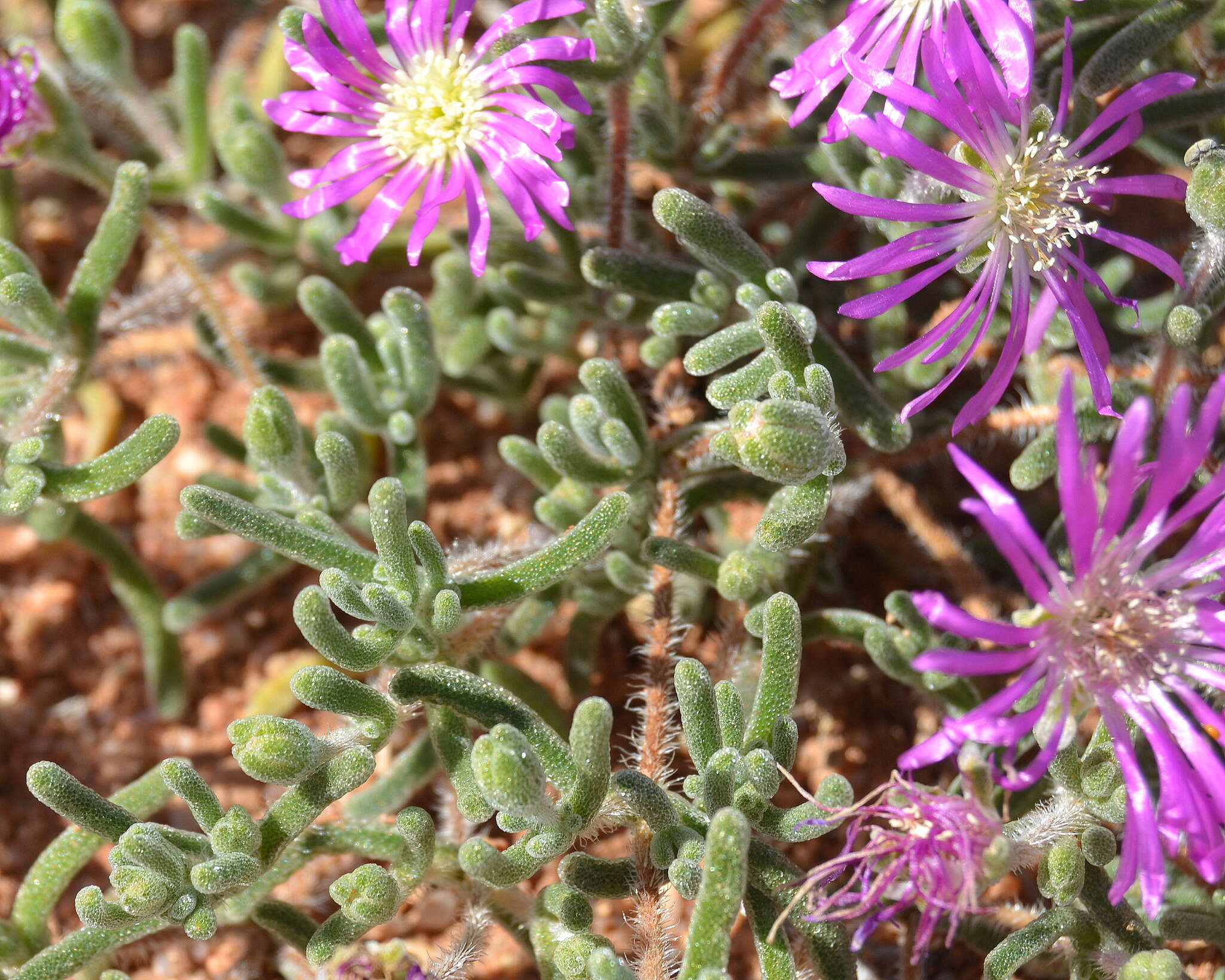 Imagem de Drosanthemum oculatum L. Bol.