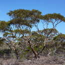 Image of Eucalyptus conglobata subsp. conglobata