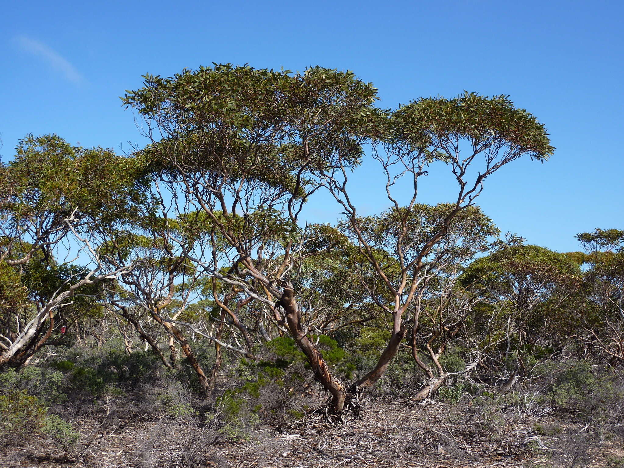 Image of Eucalyptus conglobata subsp. conglobata