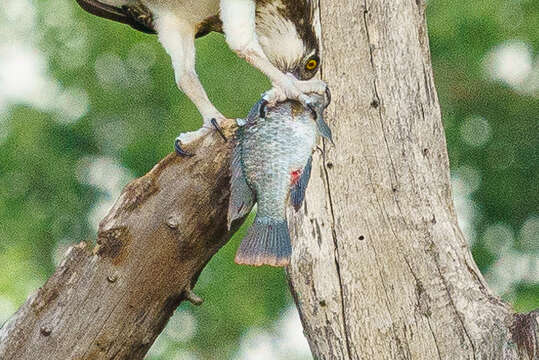 Image of Chilwa tilapia