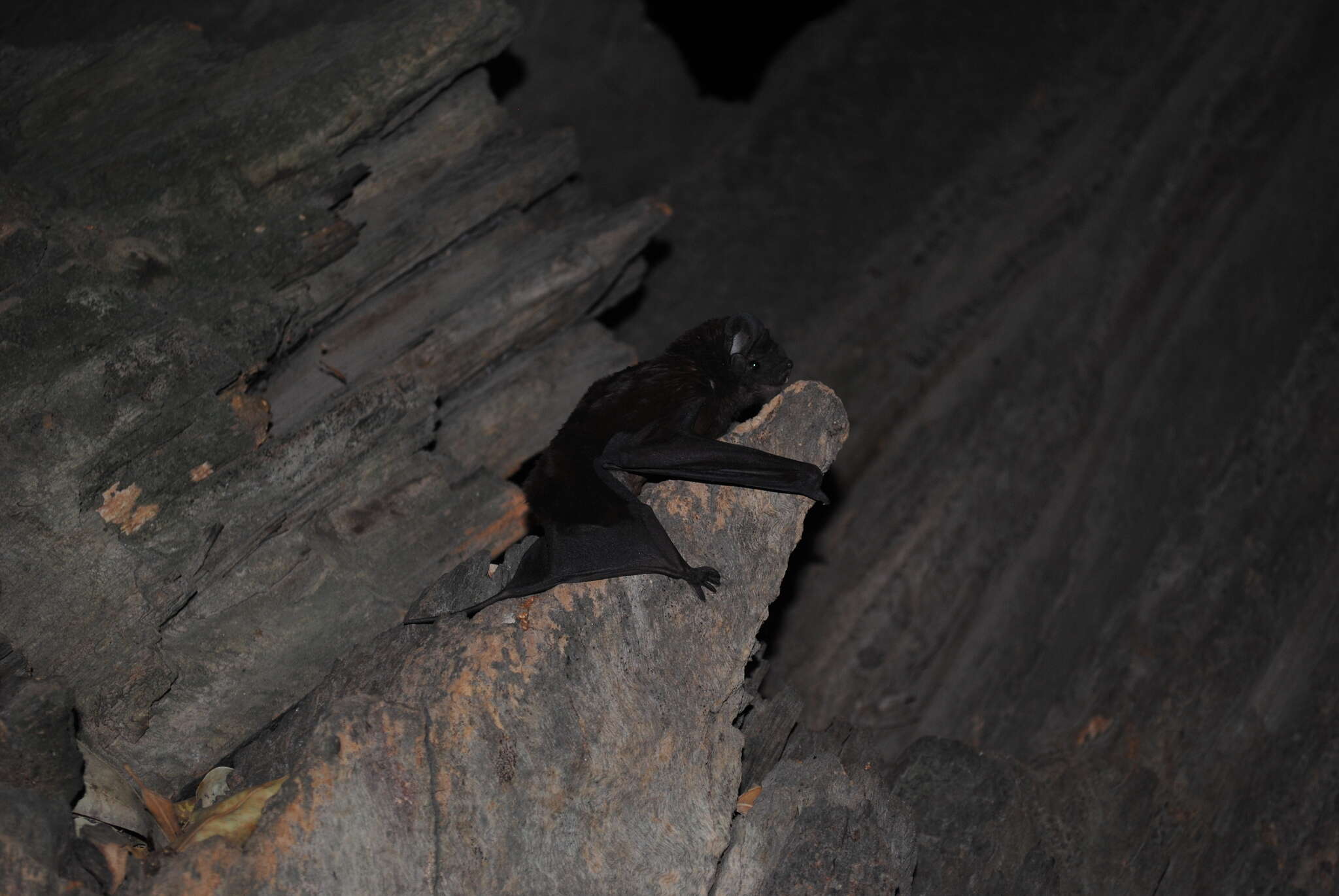 Image of big crested mastiff bat