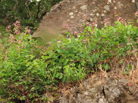 Image of Apocynum androsaemifolium subsp. androsaemifolium