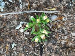 Plancia ëd Hyalosperma demissum (A. Gray) P. G. Wilson