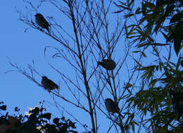 صورة Passer domesticus balearoibericus Jordans 1923