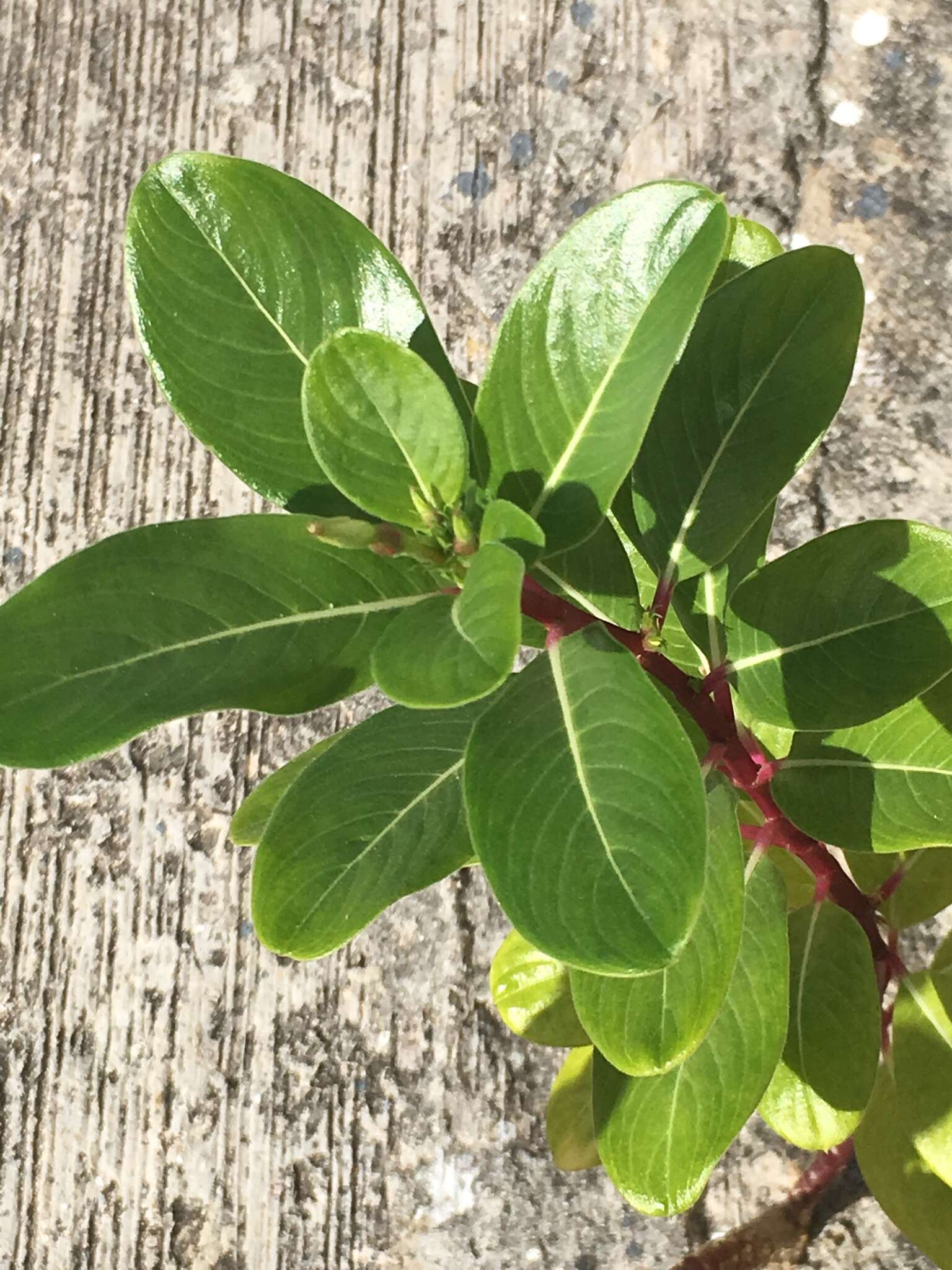 Image of Madagascar periwinkle