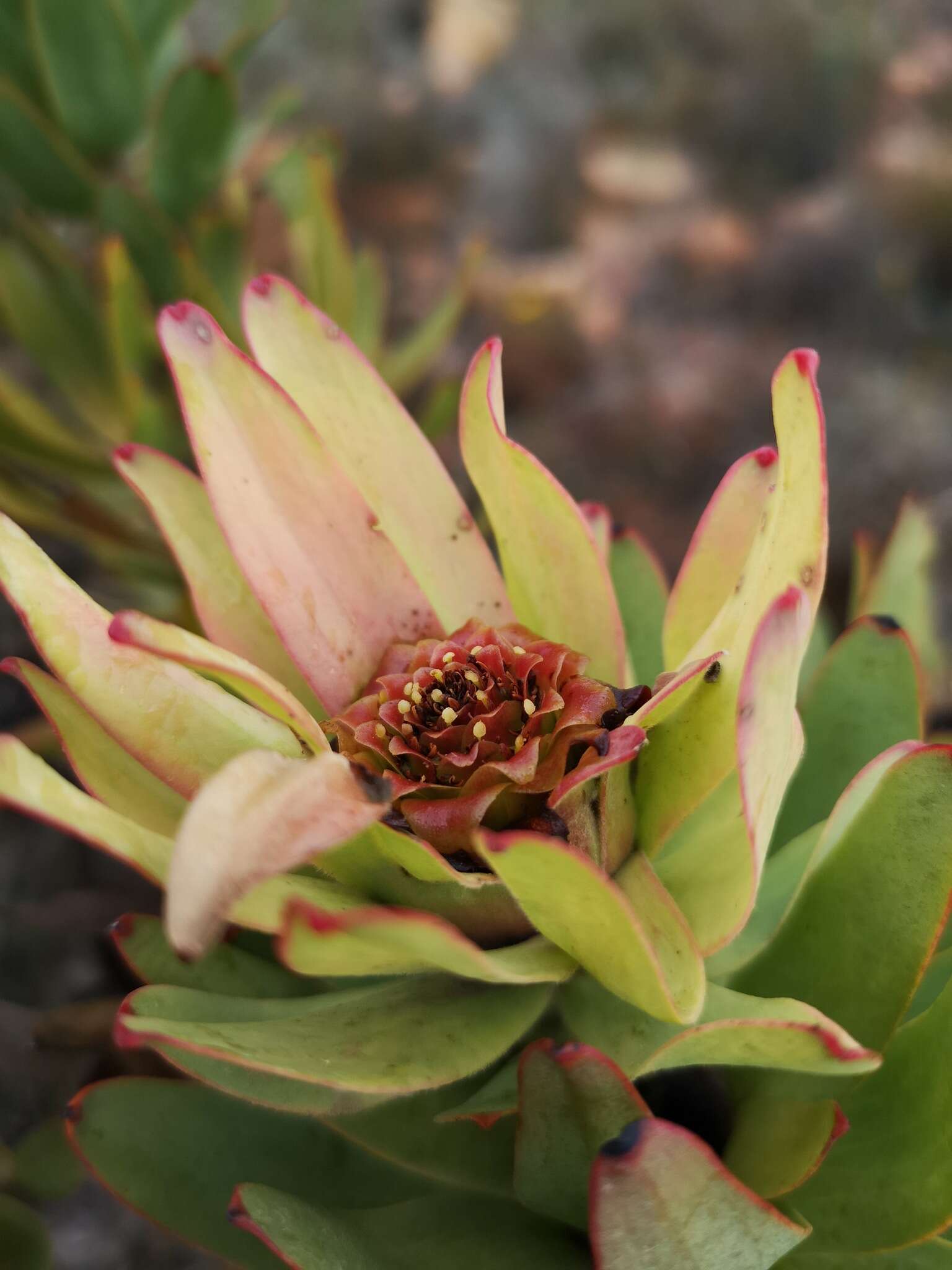 Image of Leucadendron burchellii I. J. M. Williams