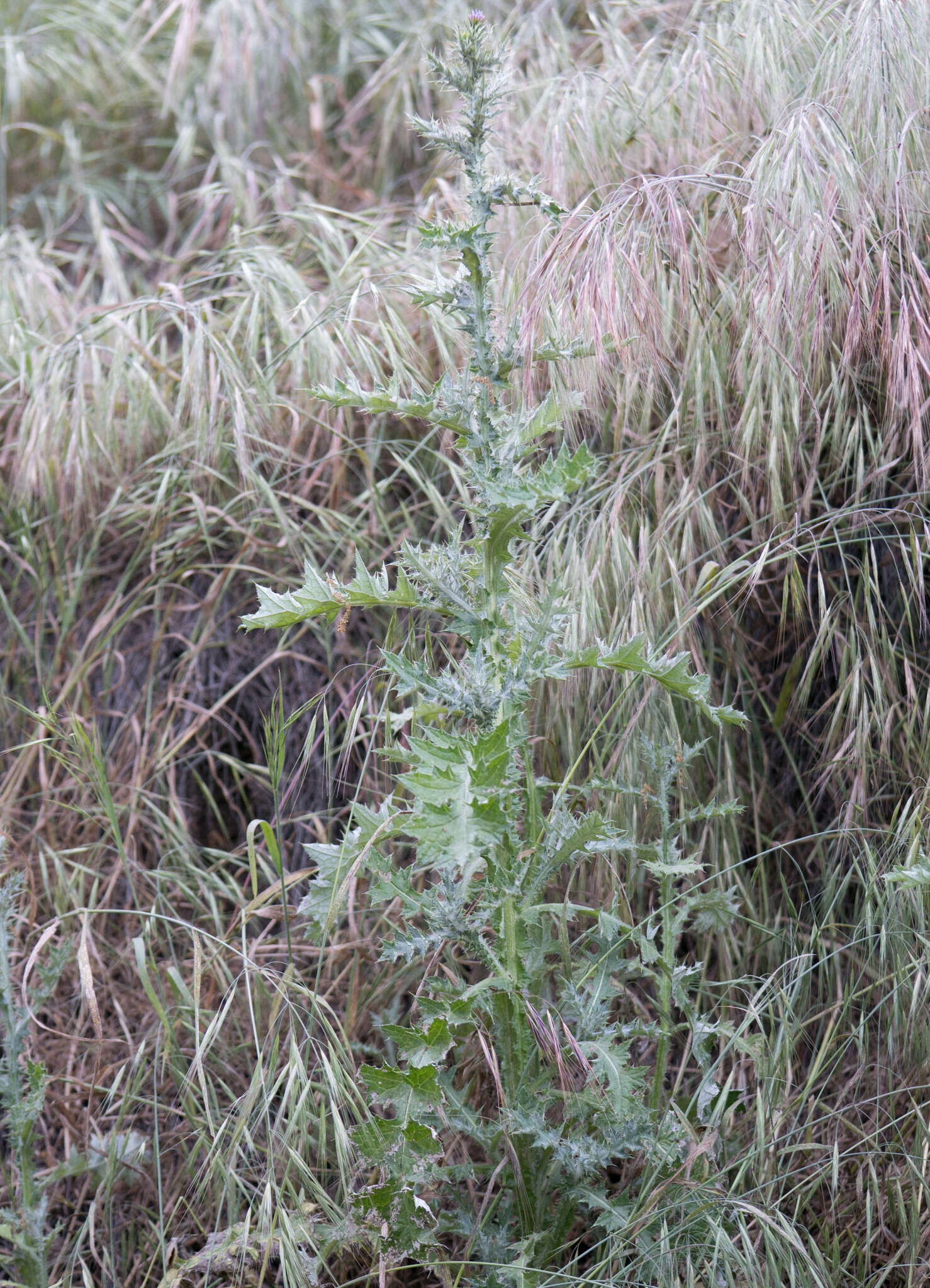 Image of Italian plumeless thistle