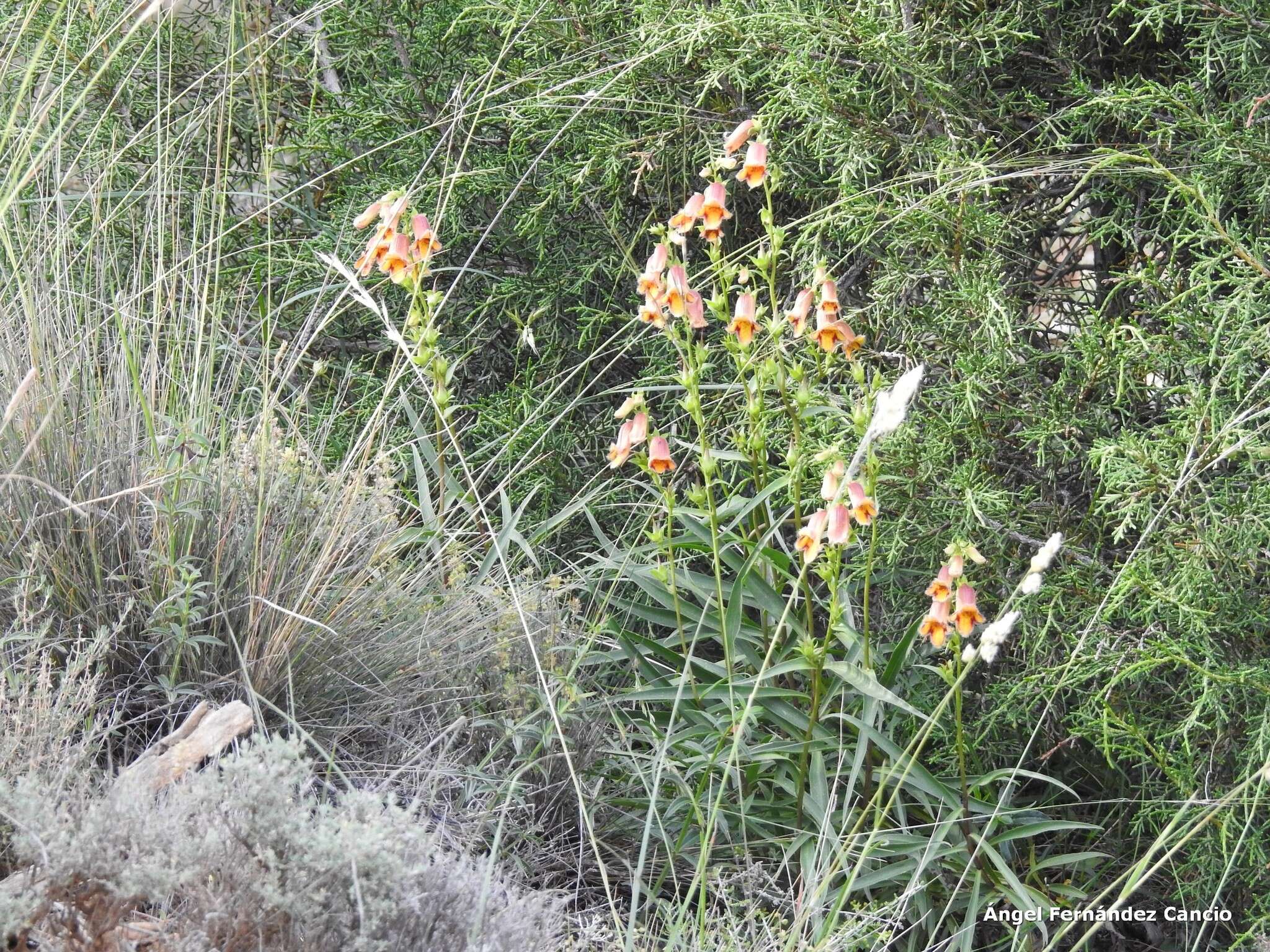 Imagem de Digitalis obscura L.