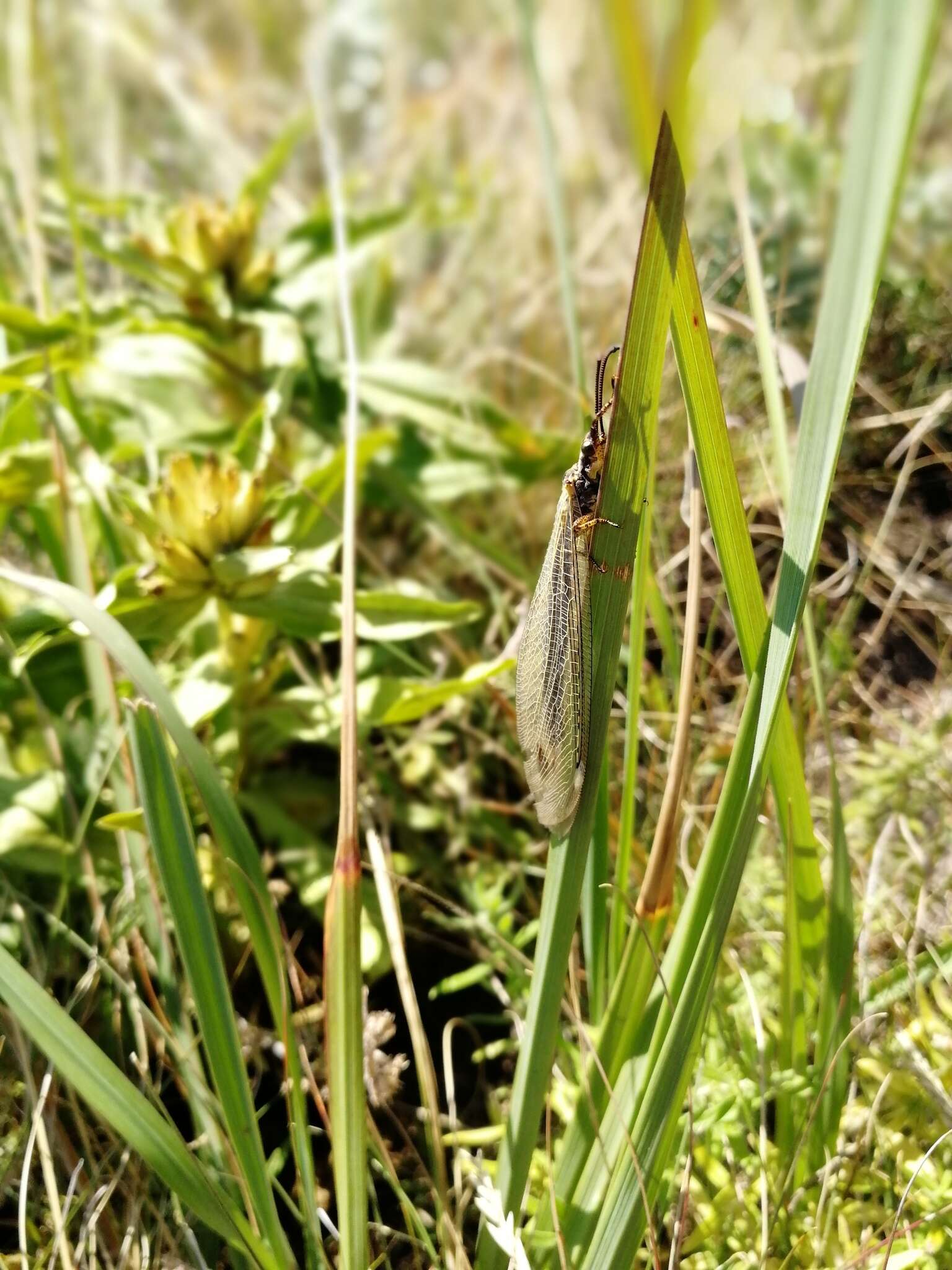 Image de Myrmecaelurus