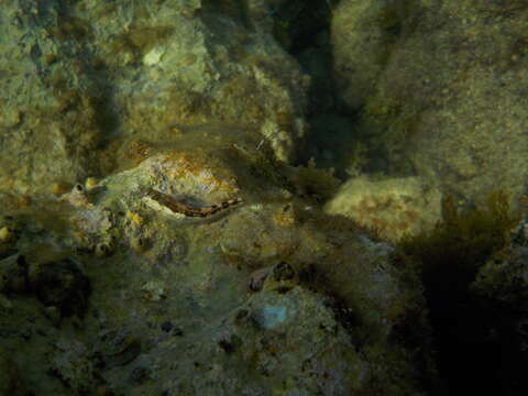 Image of Adriatic blenny