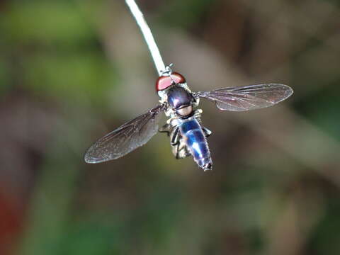 Image of Syrphid fly