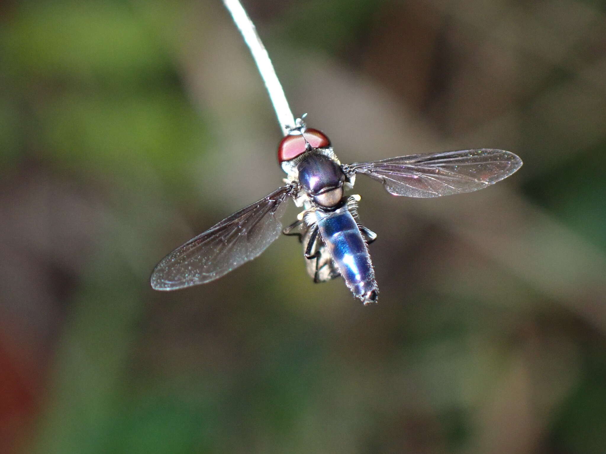 صورة Ocyptamus dimidiatus (Fabricius 1781)