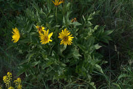 Image of cutleaf balsamroot