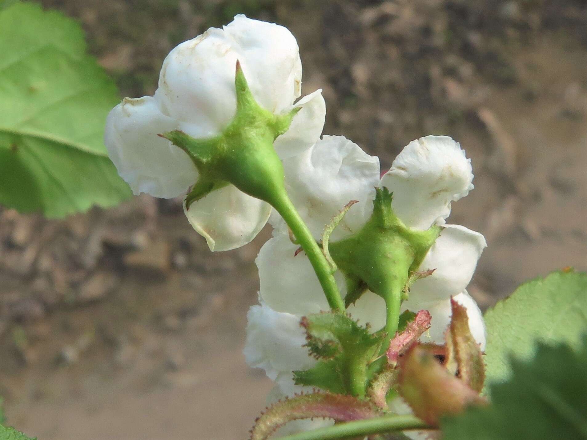 Imagem de Crataegus pruinosa var. gattingeri (Ashe) Lance