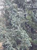 صورة Picea engelmannii subsp. mexicana (Martínez) P. A. Schmidt