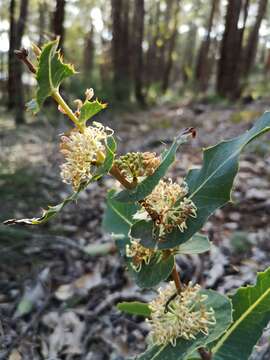 Image of Hakea amplexicaulis R. Br.