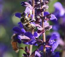 Image of Broad-handed Leaf-cutter Bee