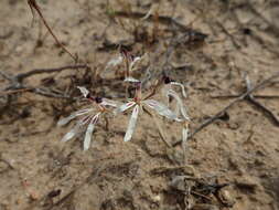 Image of Pelargonium fergusoniae L. Bolus