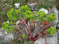 Euphorbia portlandica L. resmi