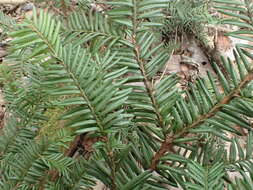 Image of Canada yew