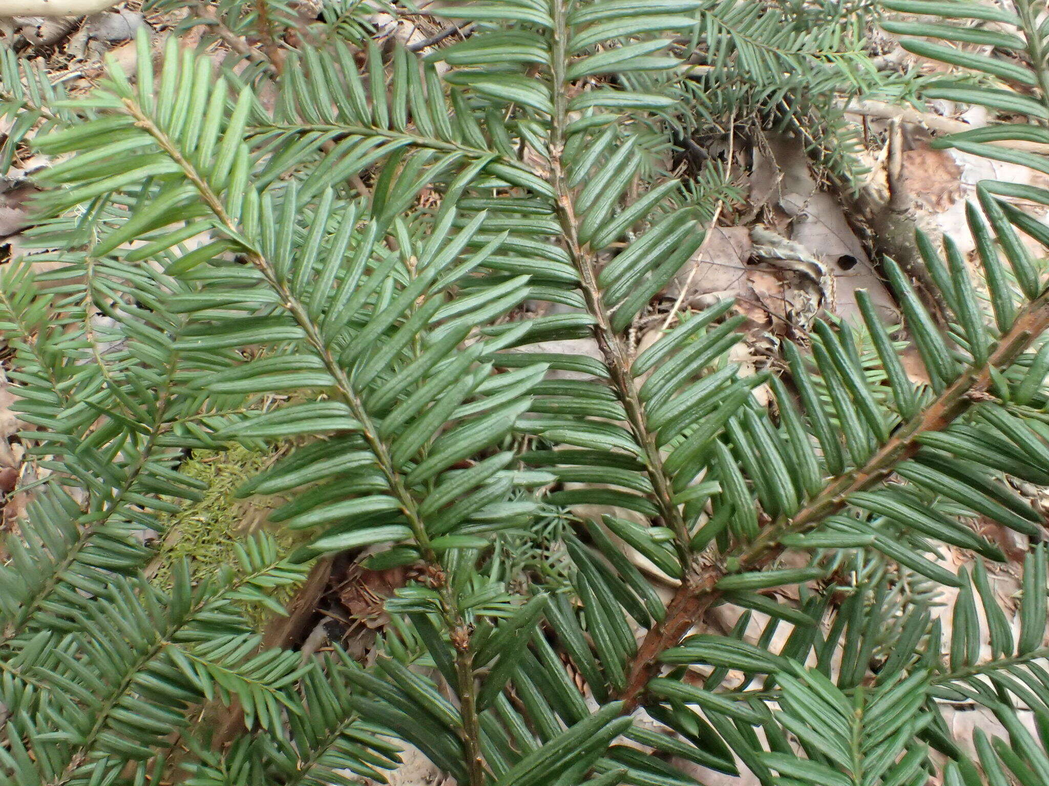 Image of Canada yew