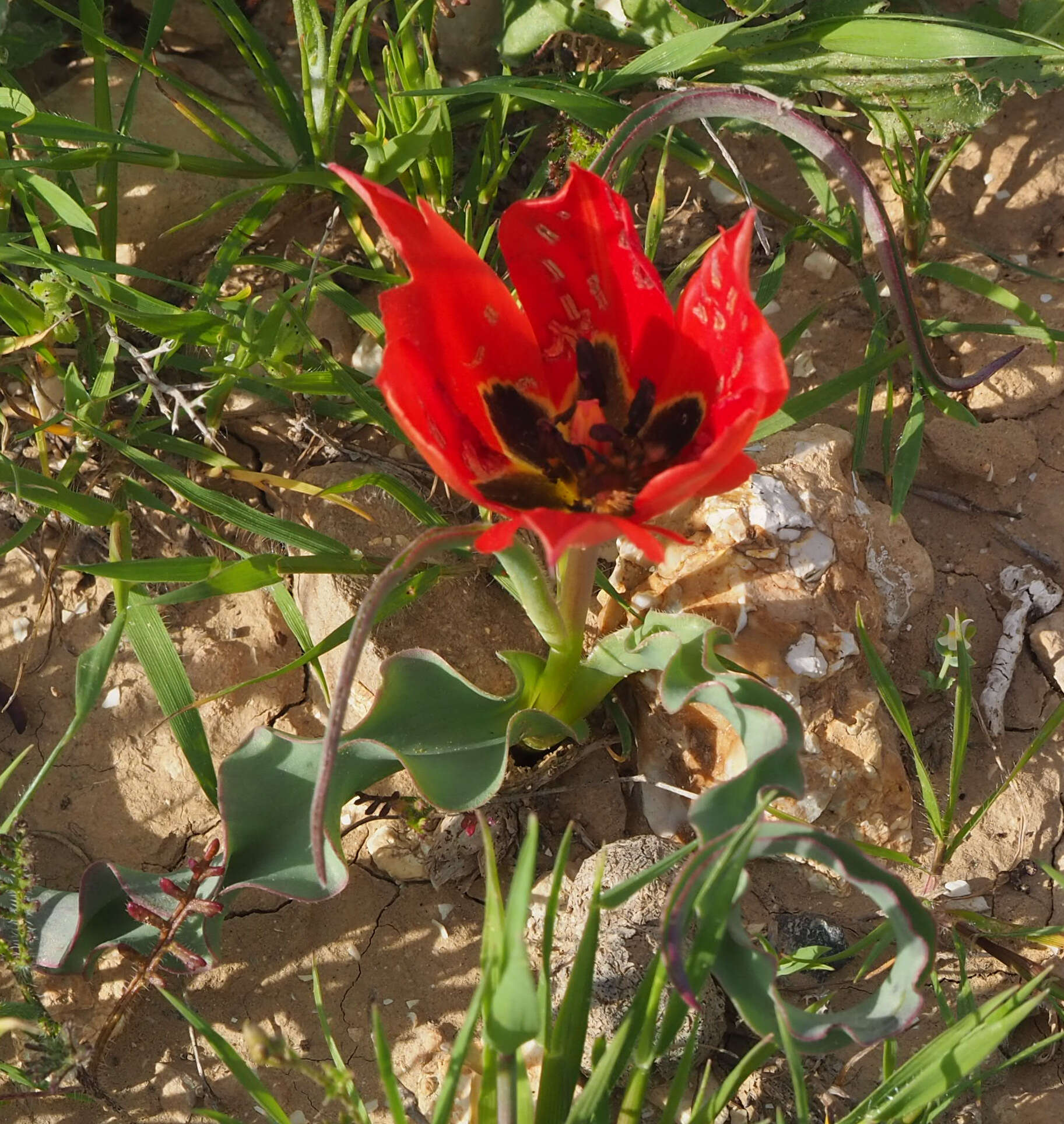 Tulipa systola Stapf的圖片