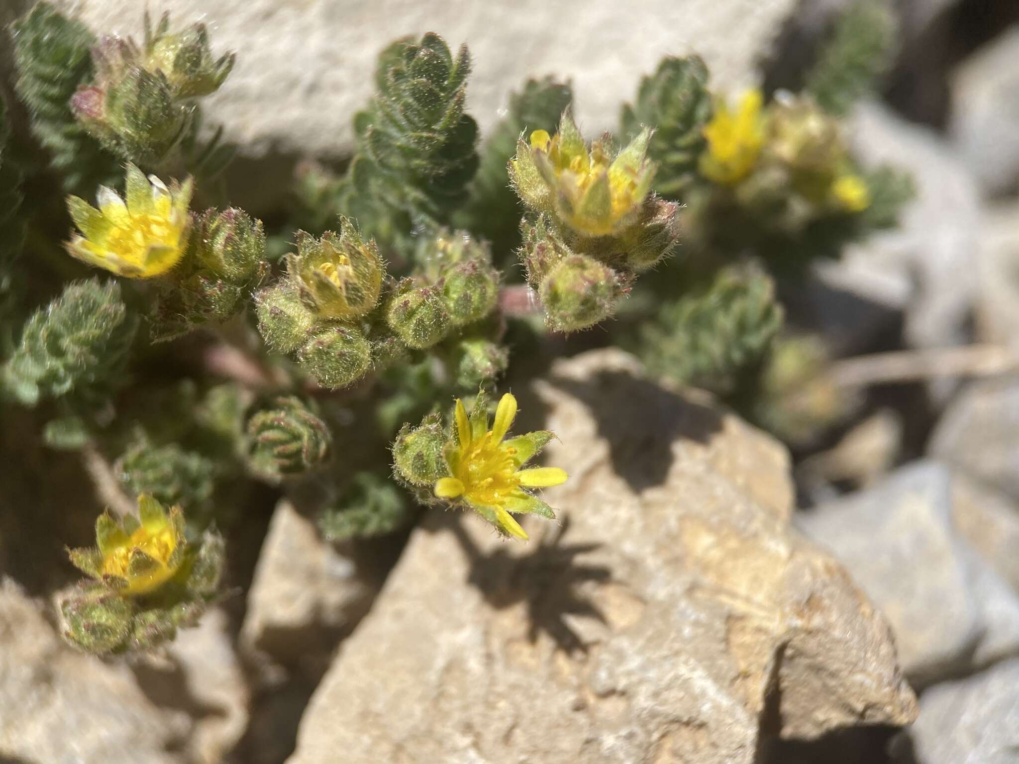 Ivesia cryptocaulis (Clokey) Keck的圖片