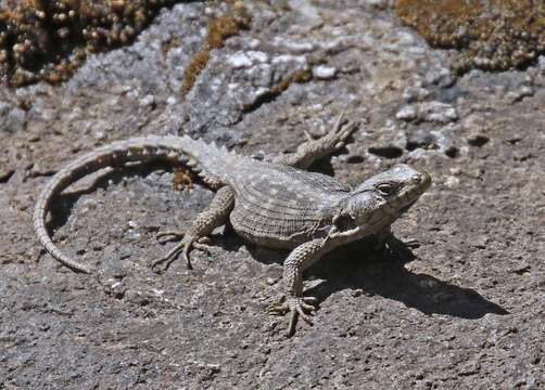 Image of Drakensberg Crag Lizard