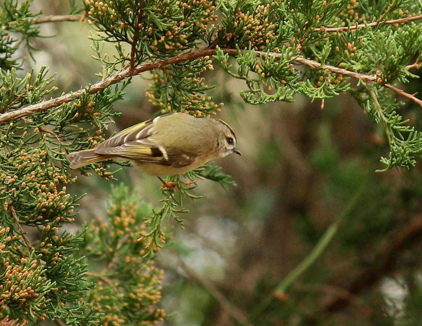 Regulidae resmi