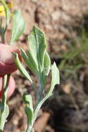 Image of Osteospermum moniliferum subsp. pisiferum (L.) J. C. Manning & Goldblatt