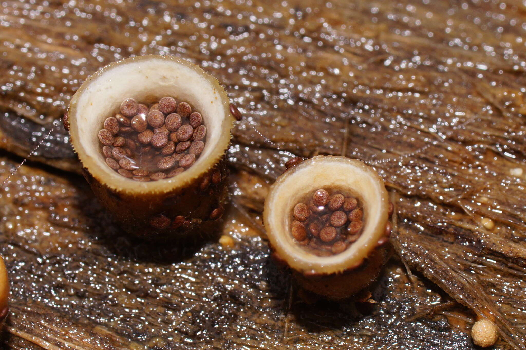 Image of Nidula niveotomentosa (Henn.) Lloyd 1910