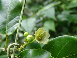 Image of Matelea crassifolia (Standl.) R. E. Woodson