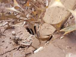 Image of Marked geckos