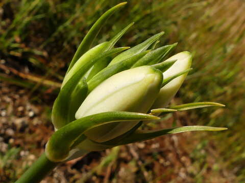 Imagem de Ornithogalum arabicum L.