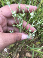 Image of Narrow-leaved cudweed