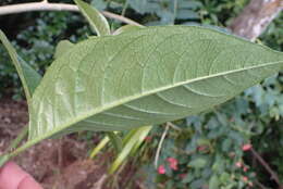 Image of purple cestrum