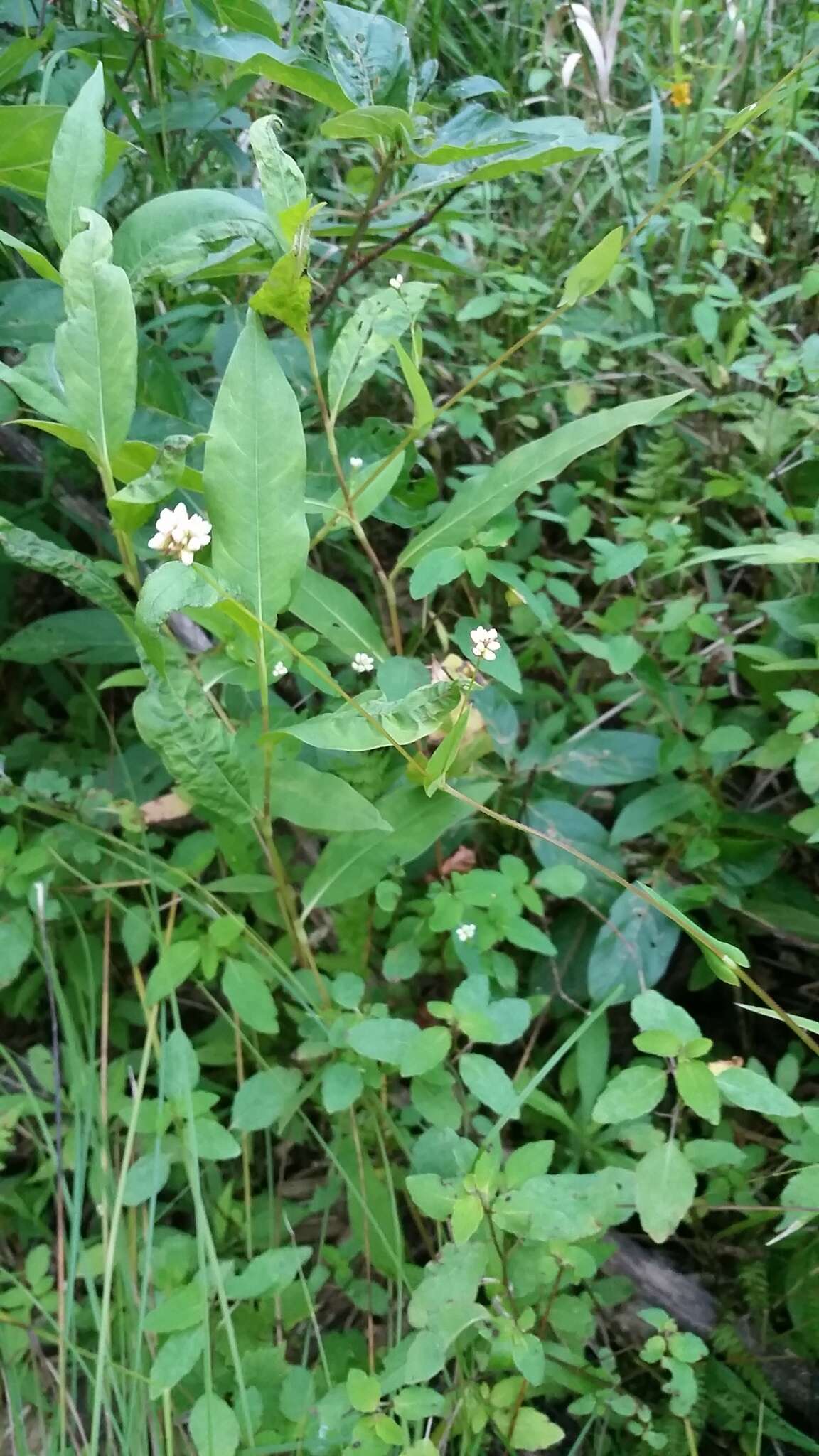 Persicaria sagittata (L.) H. Gross resmi