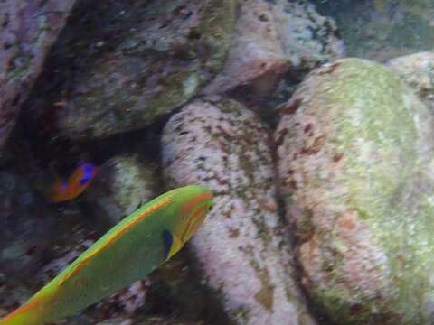 Image of Green moon wrasse