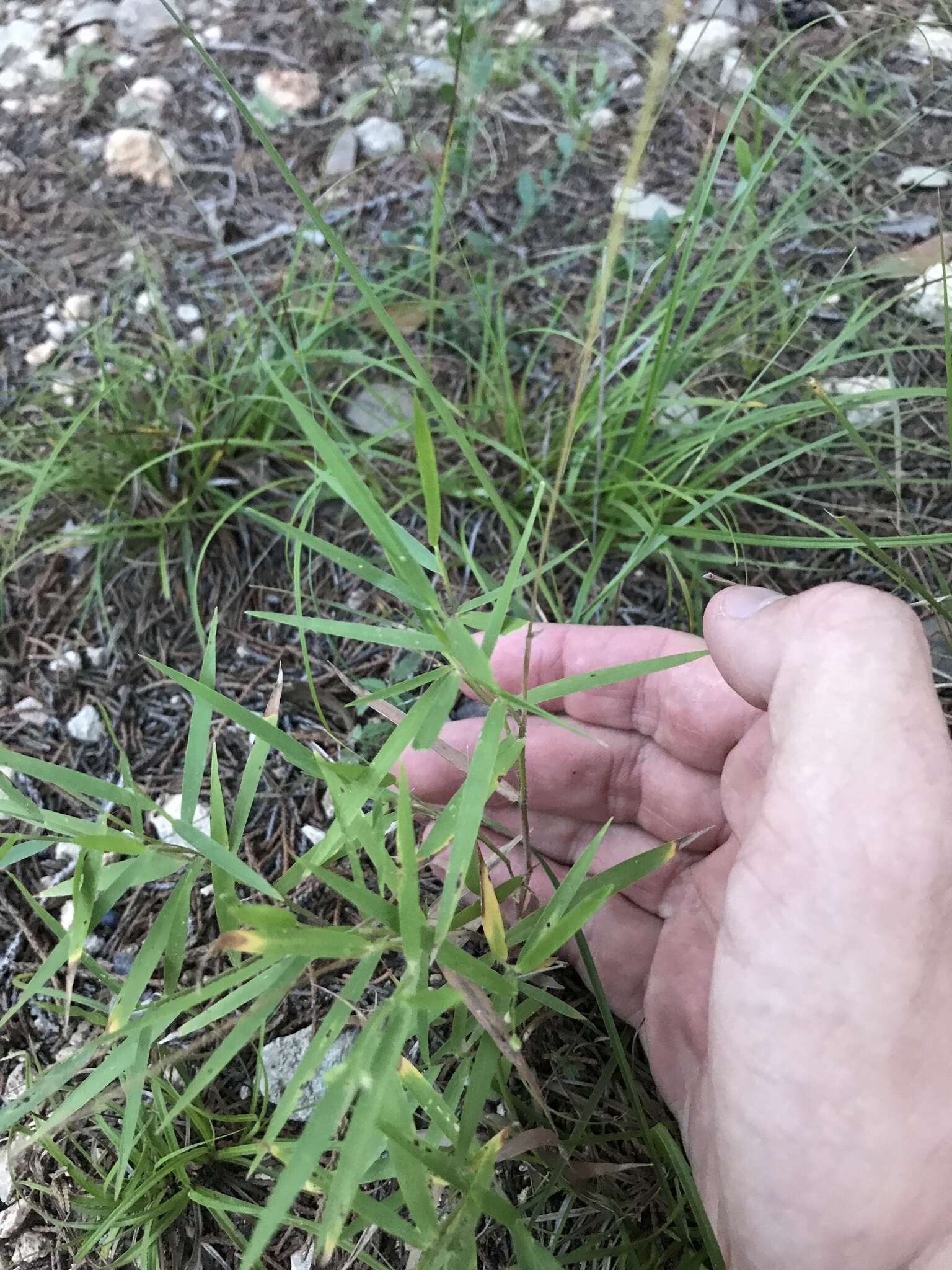 Image of Heller's Rosette Grass