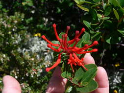 Image de Embothrium coccineum J. R. Forster & G. Forster