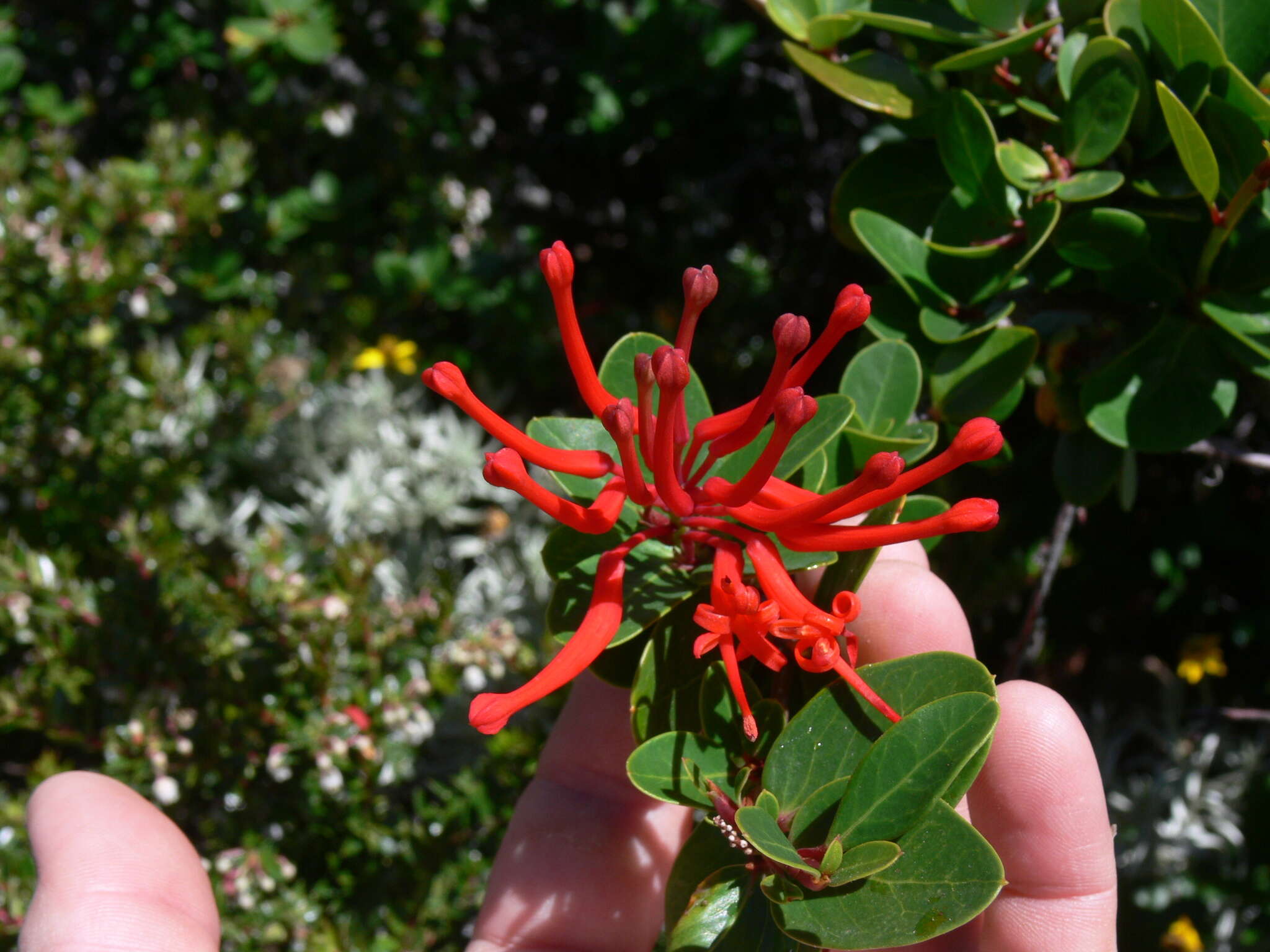 Слика од Embothrium coccineum J. R. Forster & G. Forster